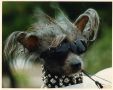 Jewels Naughty By Nature Chinese Crested
