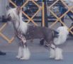 Gingery's White Tiger Chinese Crested