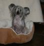 Mstical Dances With the Sun Chinese Crested