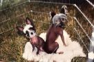 O-Lan's Quigley Chinese Crested