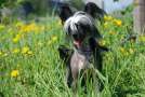 Landkris Aivengo Brave Heart Chinese Crested