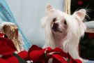 Excelsior Gambitas Chinese Crested