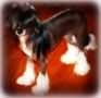 Nu Poil's Jaguar Of The Mist Chinese Crested
