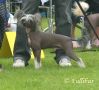 Vanitonia Bullet Proof Chinese Crested