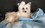 Electric ready steady go Laminacka Chinese Crested