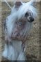 Babylon Miracle At Noon Chinese Crested