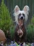 Ksolo Club Nord Chinese Crested