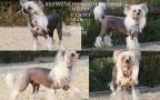 Bed'ykins Hyacinth Blossom Chinese Crested