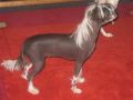 Xioma Take Me As I Am Chinese Crested