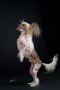 White Affair's Ideal Dandelion Chinese Crested