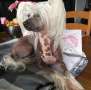 Beauty of XLNZ One white angel Chinese Crested