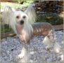 The Whole Sha Bang N'Co Chinese Crested