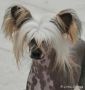 J'Adore Little Champs Chinese Crested