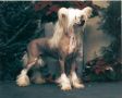 Zucci Highly Provocative At Vanitonia Chinese Crested