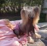 Uzea-Carline Chinese Crested