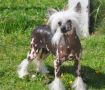 Holiday On Ice Little Champs Chinese Crested