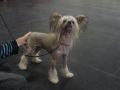 Nu Poil's Champ Yen Chip Monk Chinese Crested