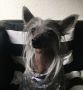 Ceytllin May's mile Chinese Crested