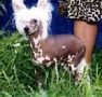 Royal Look Dotts Will Do Chinese Crested