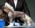 Candy Queen's Fox Fortunella Chinese Crested