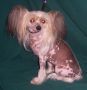 Tri-Cas Kriss'Miss Angel Chinese Crested