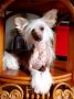 Zolotaya Fortuna Black of Channel Chinese Crested