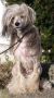 Lionheart Kween Of Hearts Chinese Crested