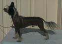 S�rperlas Mister Chaser Chinese Crested