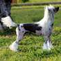 Multi Ch.- Grand Ch Charlotte De Sothis Chinese Crested
