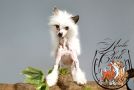 Ksolo Club Inshala Chinese Crested