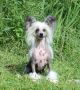 Angel O' Check Nice Caprice Chinese Crested