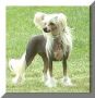 Habiba Legally Blonde Chinese Crested