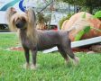 Dee Kay's The Checks in the Mail at Risin Star Chinese Crested