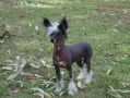 Sherabill Penthouse Pet Chinese Crested