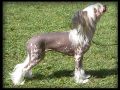Topgrade Material Girl Chinese Crested