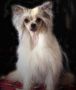 Sandfield's Cheiron Chinese Crested