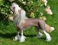 Stormblstens Scream Out Chinese Crested