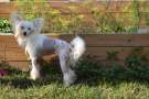 Proud Pony Never Say Never Again Chinese Crested