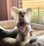 Crestyle Sinfully Delicous HL Chinese Crested