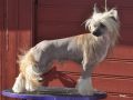 Spike ze Zatopen chajdy Chinese Crested