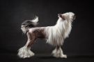 Status Imperial Edition De Luxe Chinese Crested