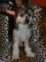 no name Chinese Crested