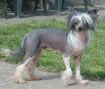 Kenmilleven Lady Dragoon Chinese Crested