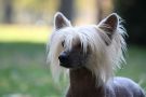 Marvell No.1 From Hungary Chinese Crested