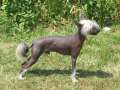 Versace Rosa Thea Chinese Crested