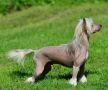 Sunwind American Classic Chinese Crested