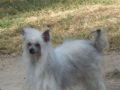 Foupaws Loni Wind Song Chinese Crested