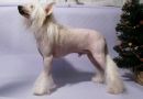 Benny Hill Chinese Crested