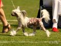 Proud Pony U Could Be Mine Chinese Crested