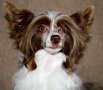 Anda Frelsis Feeling of Beauty Chinese Crested